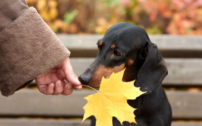 Dachtoberfest in Littleton NH: Pet-Friendly Hotel Package