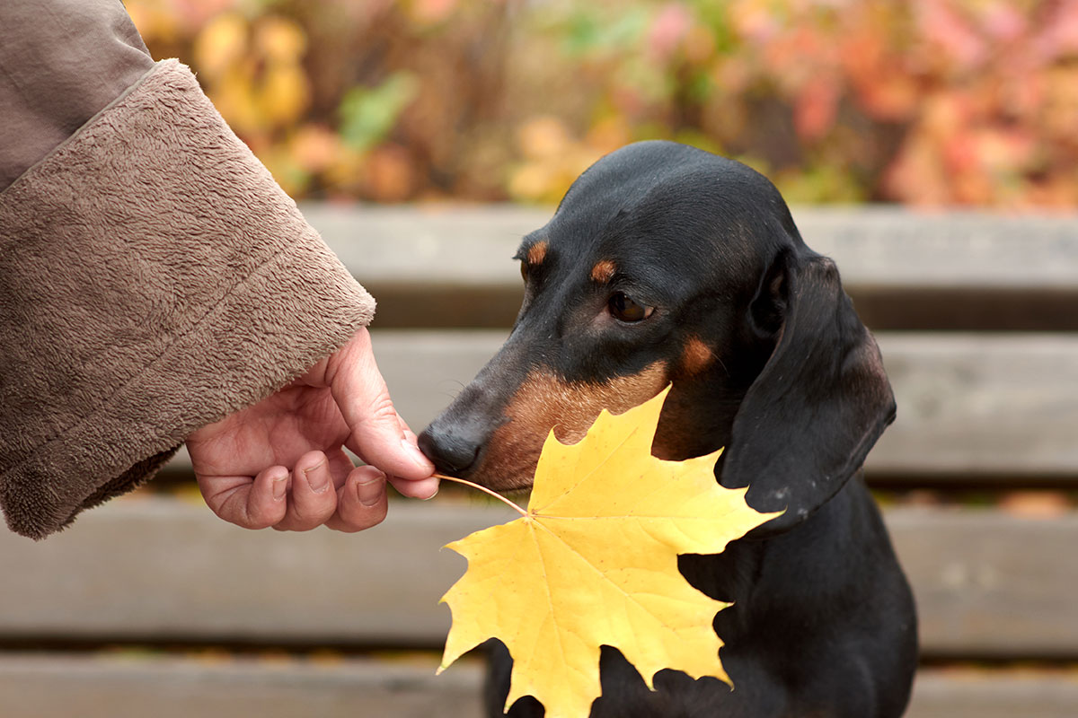 Dachtoberfest is a celebration of fall, friendship, and, of course, dachshunds